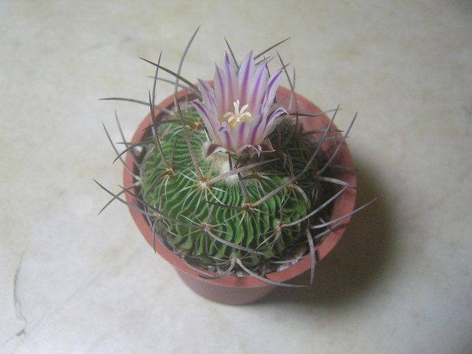 «ö¦¹¦b·sµøµ¡ÂsÄý¹Ï¤ù