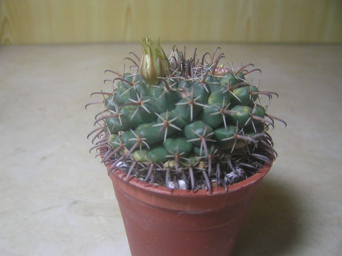 «ö¦¹¦b·sµøµ¡ÂsÄý¹Ï¤ù