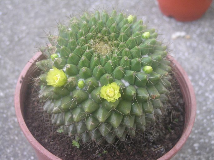 «ö¦¹¦b·sµøµ¡ÂsÄý¹Ï¤ù