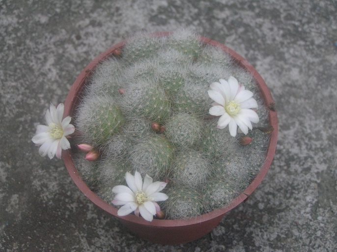 «ö¦¹¦b·sµøµ¡ÂsÄý¹Ï¤ù