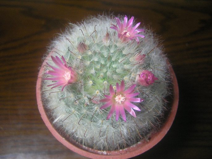 «ö¦¹¦b·sµøµ¡ÂsÄý¹Ï¤ù