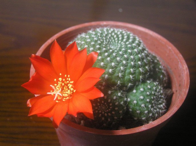 «ö¦¹¦b·sµøµ¡ÂsÄý¹Ï¤ù