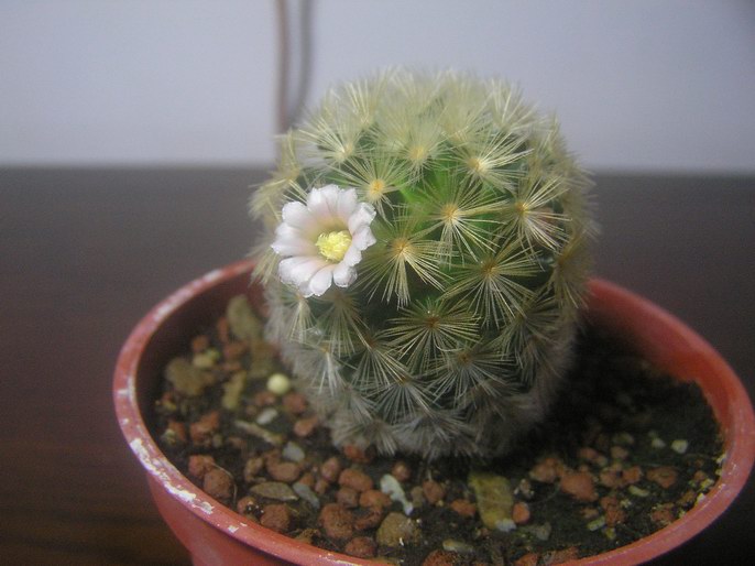 «ö¦¹¦b·sµøµ¡ÂsÄý¹Ï¤ù