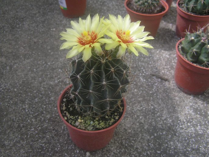 «ö¦¹¦b·sµøµ¡ÂsÄý¹Ï¤ù