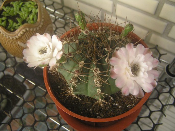 «ö¦¹¦b·sµøµ¡ÂsÄý¹Ï¤ù