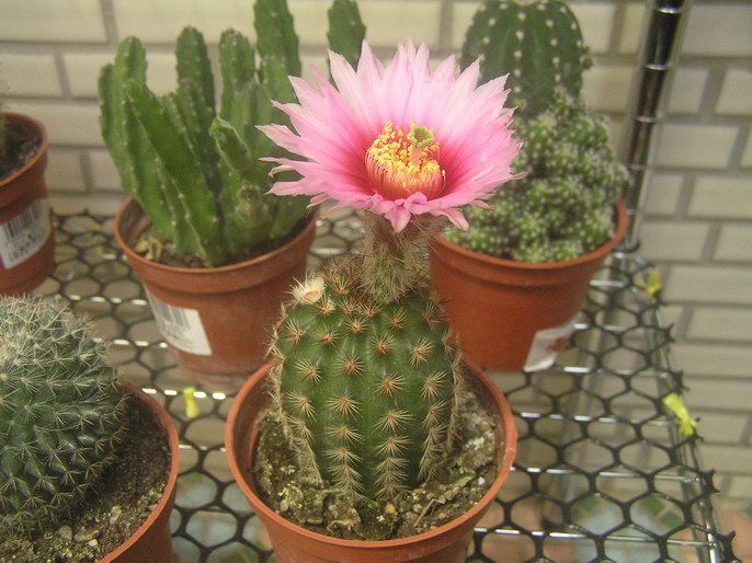 «ö¦¹¦b·sµøµ¡ÂsÄý¹Ï¤ù