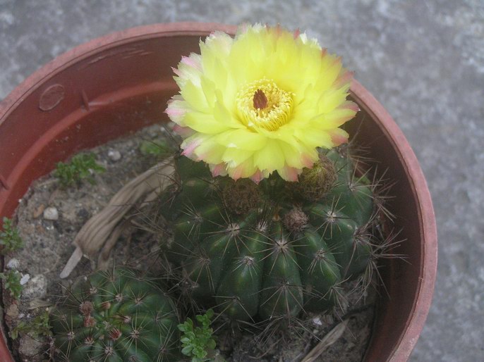 «ö¦¹¦b·sµøµ¡ÂsÄý¹Ï¤ù