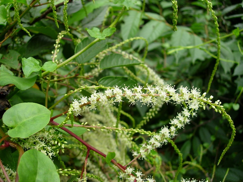 «ö¦¹¦b·sµøµ¡ÂsÄý¹Ï¤ù