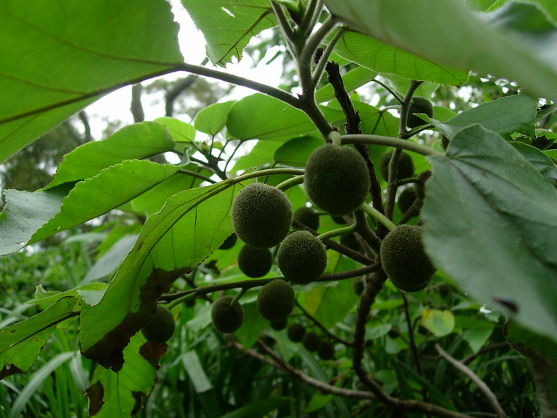 «ö¦¹¦b·sµøµ¡ÂsÄý¹Ï¤ù