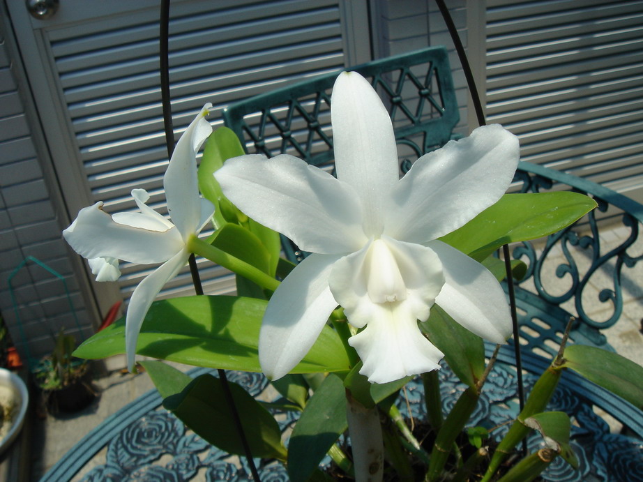 «ö¦¹¦b·sµøµ¡ÂsÄý¹Ï¤ù