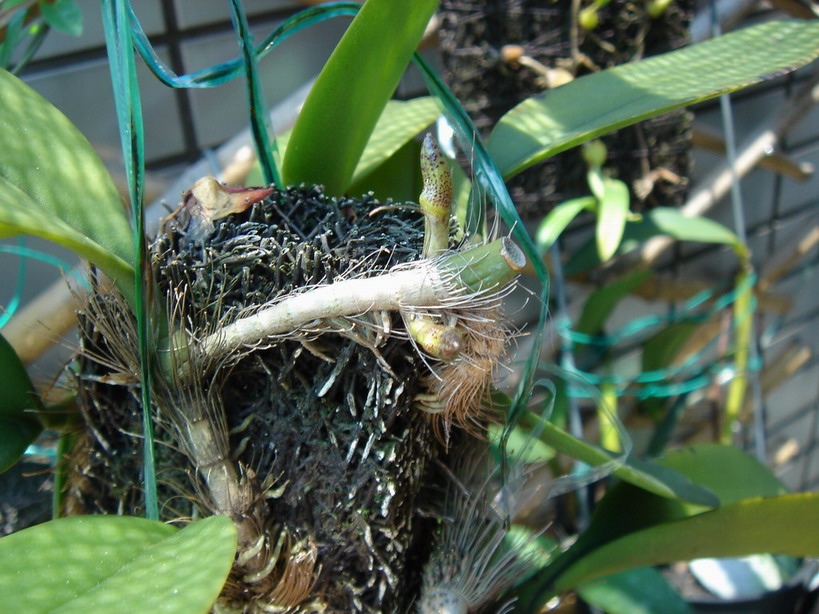 «ö¦¹¦b·sµøµ¡ÂsÄý¹Ï¤ù