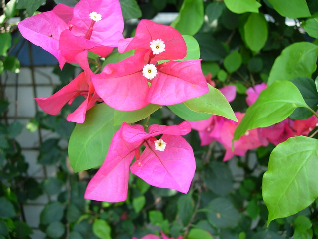 «ö¦¹¦b·sµøµ¡ÂsÄý¹Ï¤ù