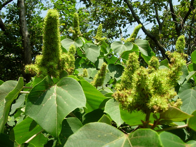 «ö¦¹¦b·sµøµ¡ÂsÄý¹Ï¤ù