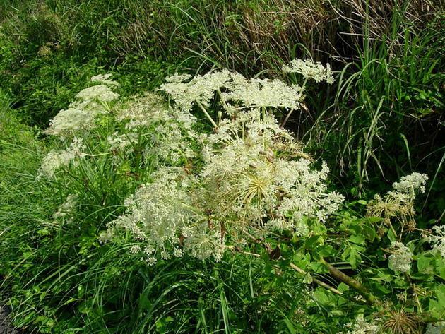 «ö¦¹¦b·sµøµ¡ÂsÄý¹Ï¤ù