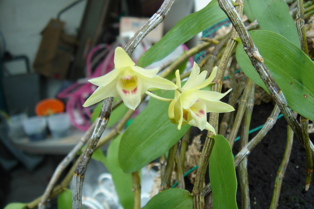 «ö¦¹¦b·sµøµ¡ÂsÄý¹Ï¤ù