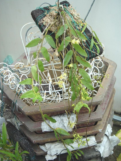 «ö¦¹¦b·sµøµ¡ÂsÄý¹Ï¤ù