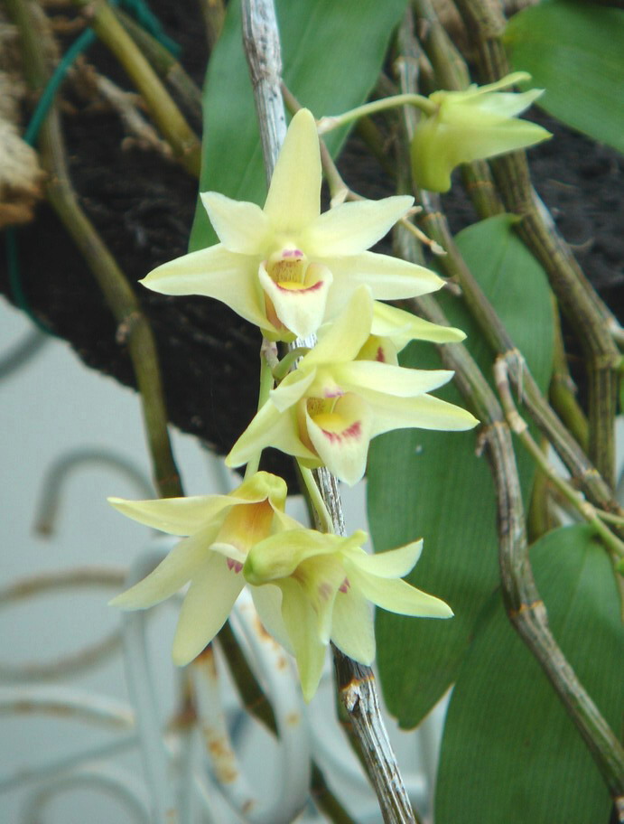 «ö¦¹¦b·sµøµ¡ÂsÄý¹Ï¤ù