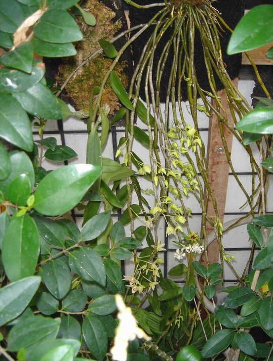 «ö¦¹¦b·sµøµ¡ÂsÄý¹Ï¤ù