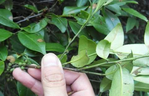 «ö¦¹¦b·sµøµ¡ÂsÄý¹Ï¤ù