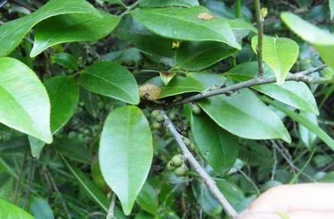 «ö¦¹¦b·sµøµ¡ÂsÄý¹Ï¤ù