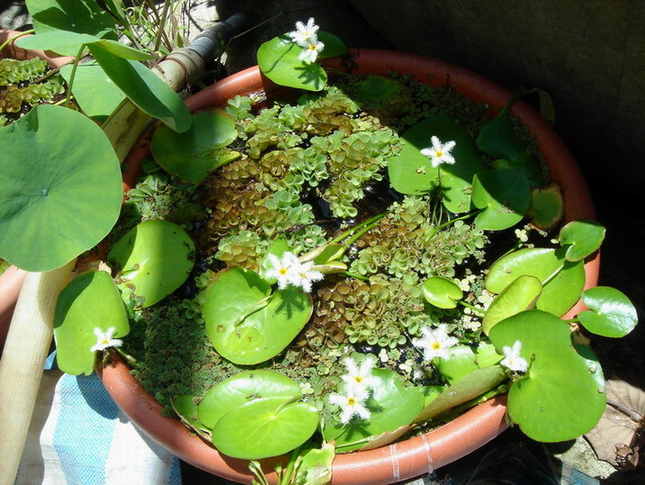 «ö¦¹¦b·sµøµ¡ÂsÄý¹Ï¤ù