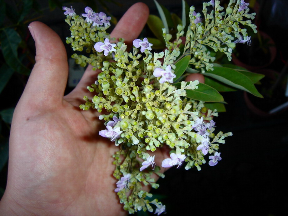 «ö¦¹¦b·sµøµ¡ÂsÄý¹Ï¤ù