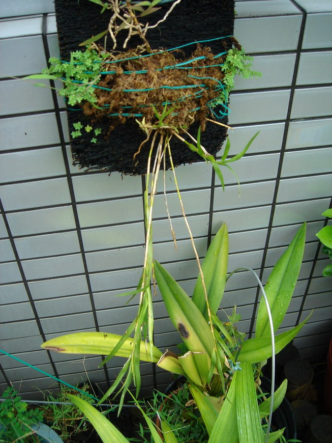 «ö¦¹¦b·sµøµ¡ÂsÄý¹Ï¤ù