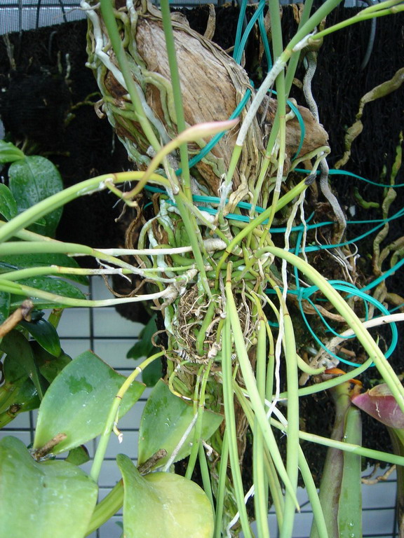 «ö¦¹¦b·sµøµ¡ÂsÄý¹Ï¤ù