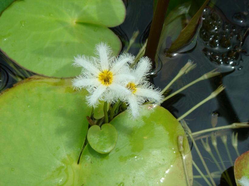 «ö¦¹¦b·sµøµ¡ÂsÄý¹Ï¤ù