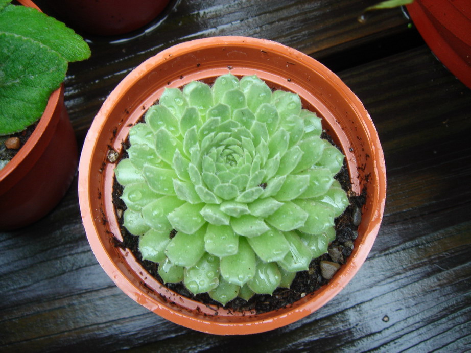 «ö¦¹¦b·sµøµ¡ÂsÄý¹Ï¤ù