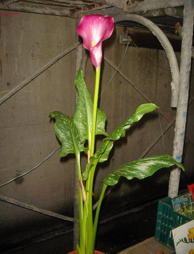 «ö¦¹¦b·sµøµ¡ÂsÄý¹Ï¤ù