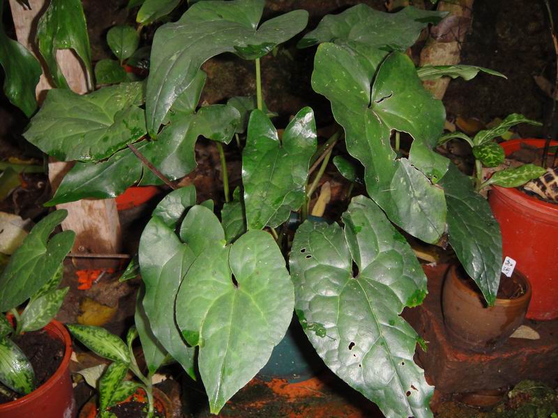 «ö¦¹¦b·sµøµ¡ÂsÄý¹Ï¤ù