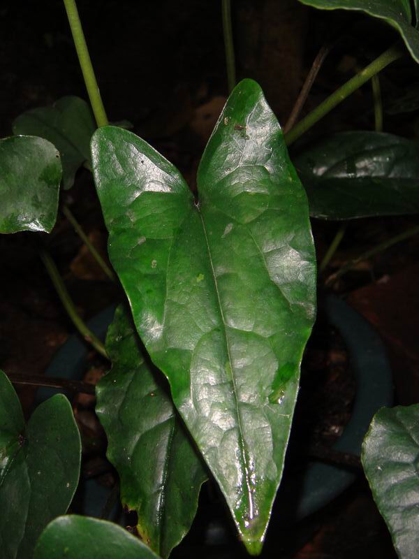 «ö¦¹¦b·sµøµ¡ÂsÄý¹Ï¤ù