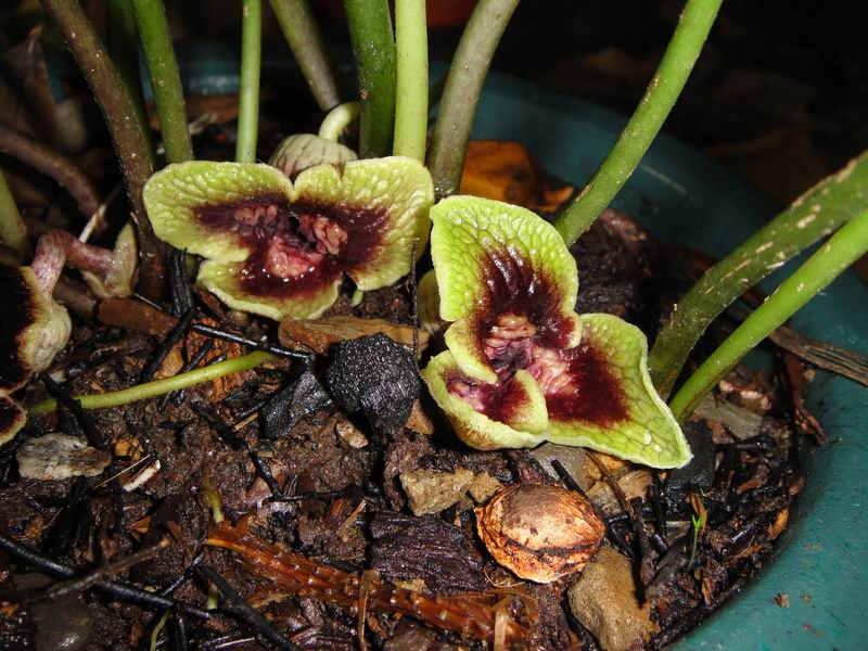 «ö¦¹¦b·sµøµ¡ÂsÄý¹Ï¤ù