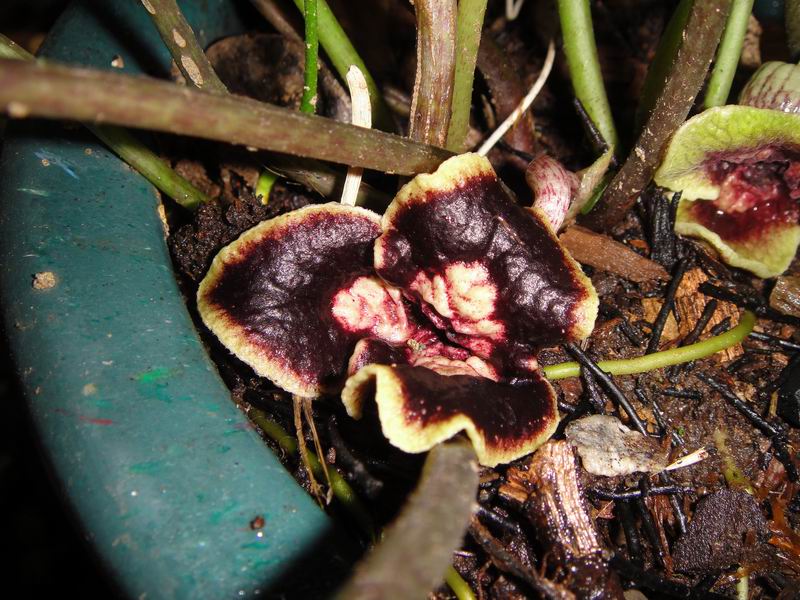 «ö¦¹¦b·sµøµ¡ÂsÄý¹Ï¤ù