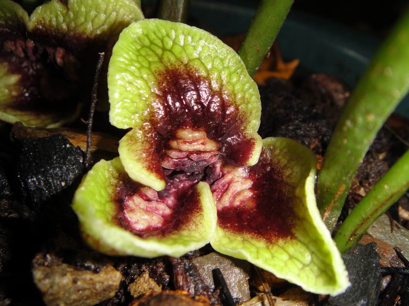 «ö¦¹¦b·sµøµ¡ÂsÄý¹Ï¤ù