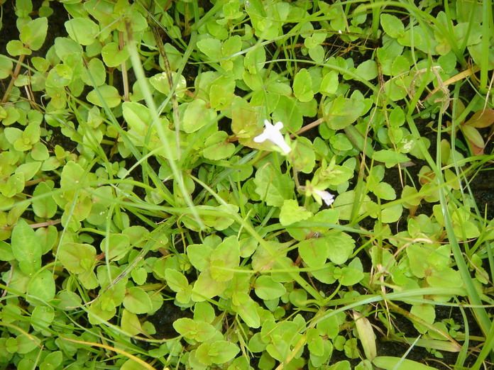 «ö¦¹¦b·sµøµ¡ÂsÄý¹Ï¤ù