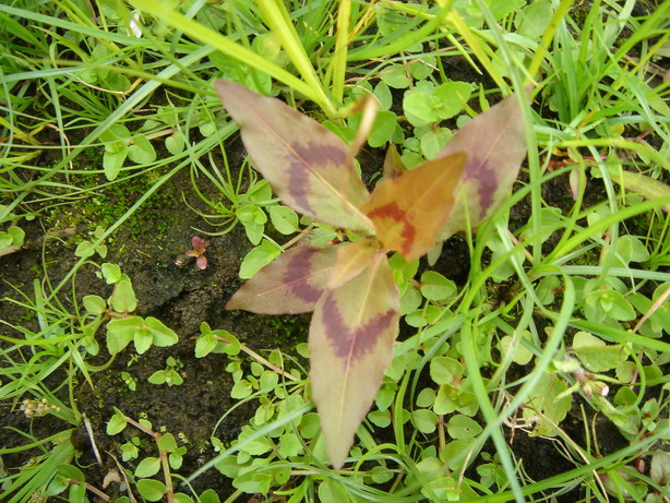 «ö¦¹¦b·sµøµ¡ÂsÄý¹Ï¤ù