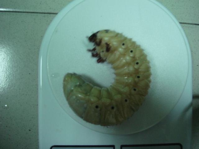 «ö¦¹¦b·sµøµ¡ÂsÄý¹Ï¤ù