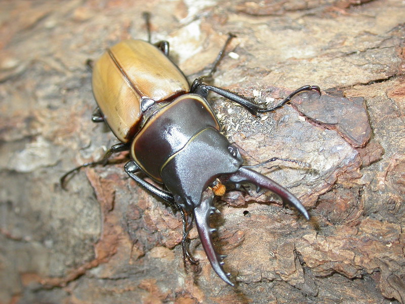 «ö¦¹¦b·sµøµ¡ÂsÄý¹Ï¤ù