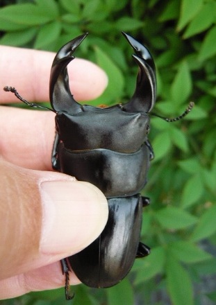 按此在新視窗瀏覽圖片