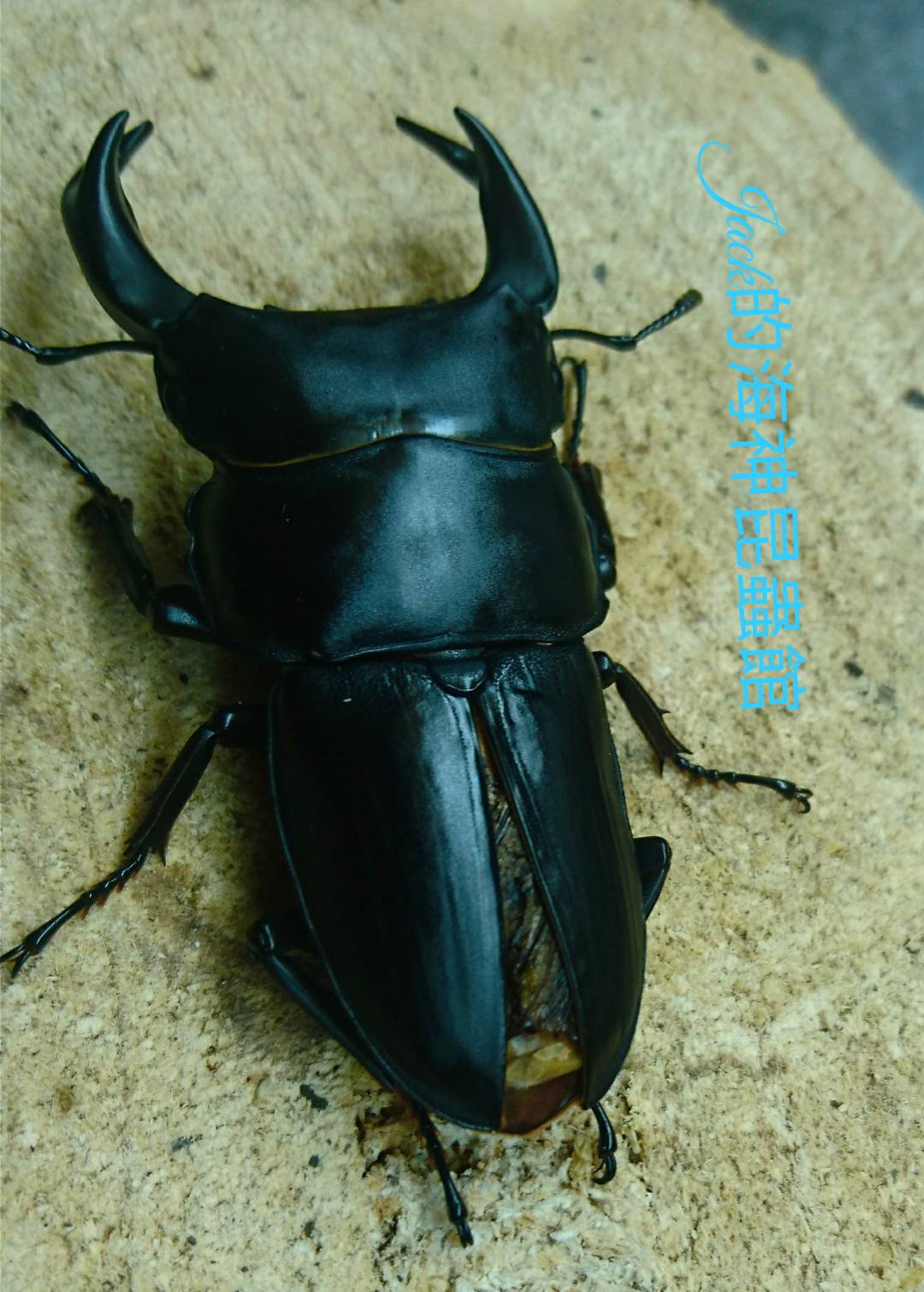 «ö¦¹¦b·sµøµ¡ÂsÄý¹Ï¤ù