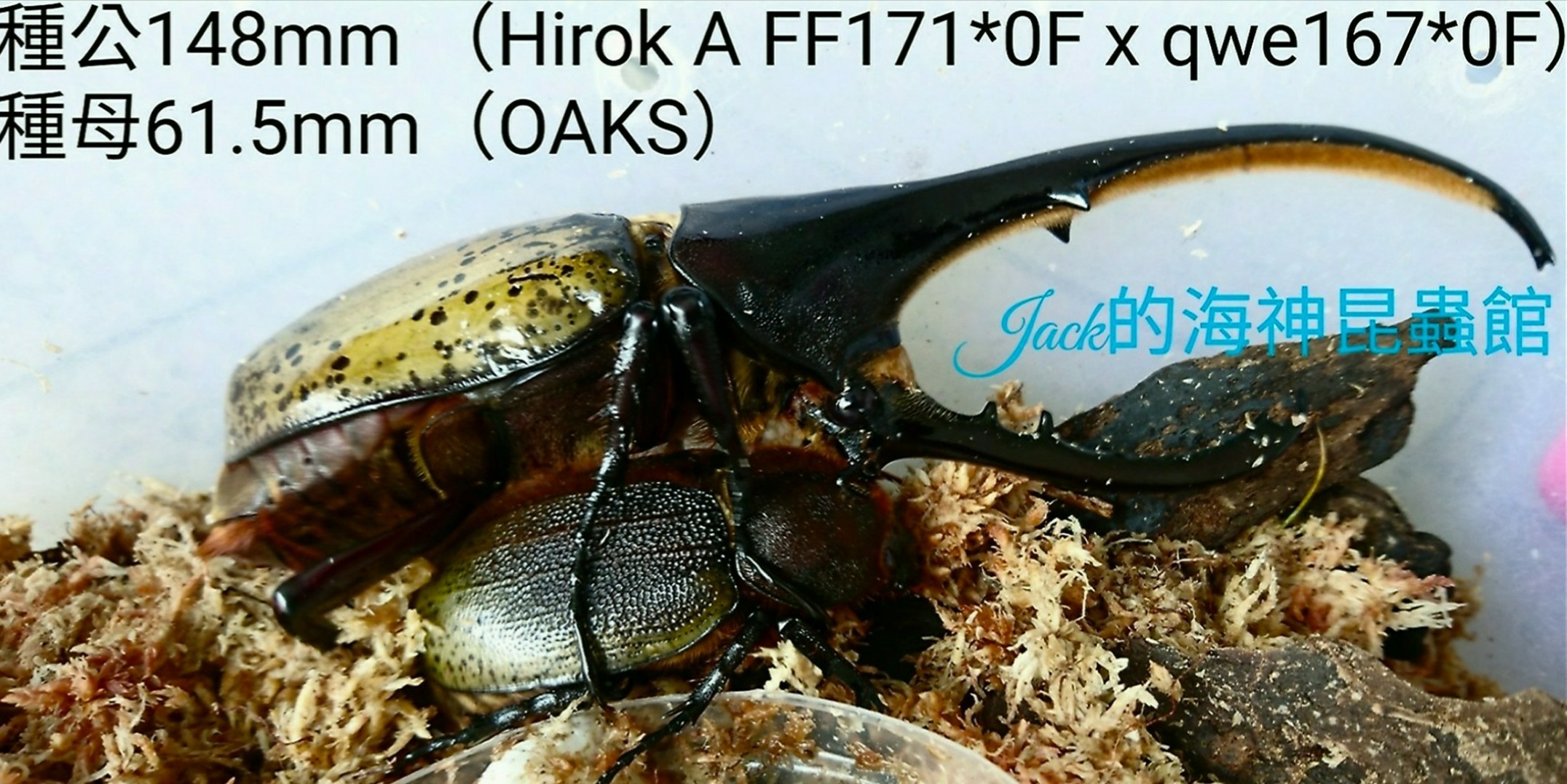 «ö¦¹¦b·sµøµ¡ÂsÄý¹Ï¤ù
