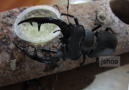 按此在新視窗瀏覽圖片