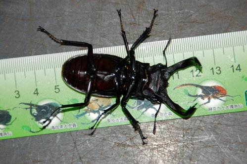 按此在新視窗瀏覽圖片