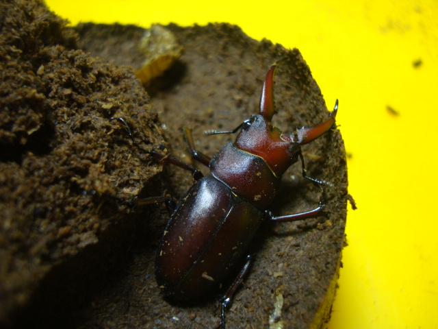 按此在新視窗瀏覽圖片