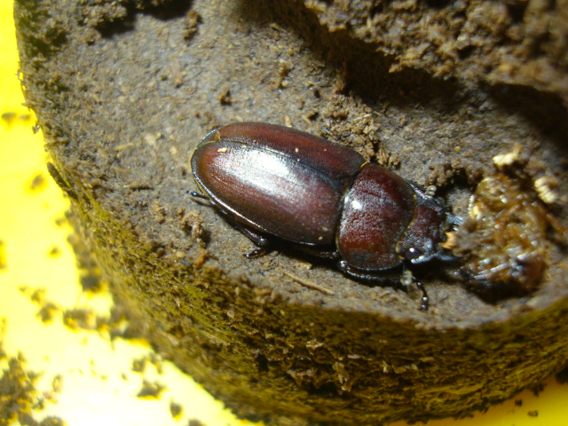 按此在新視窗瀏覽圖片