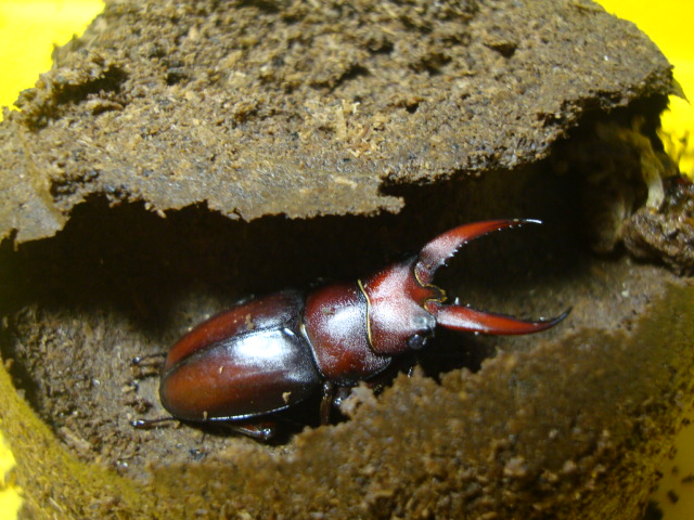 按此在新視窗瀏覽圖片