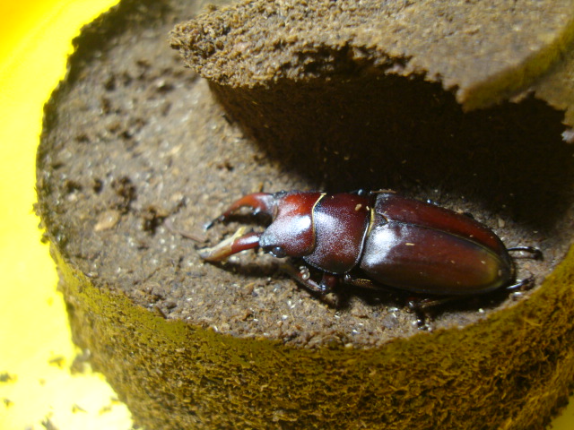 按此在新視窗瀏覽圖片