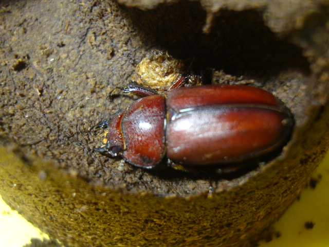 按此在新視窗瀏覽圖片